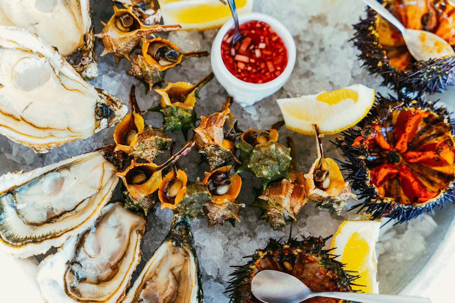 Crudo di mare su ghiaccio: ostriche, ricci di mare e limone.